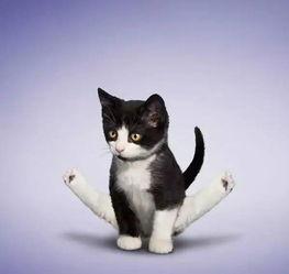 娱乐吃瓜酱不如猫,揭秘娱乐圈幕后那些事儿 第3张 娱乐吃瓜酱不如猫,揭秘娱乐圈幕后那些事儿 第3张